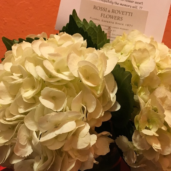 Meet your Posher, Marthea - Picture 1 of 1